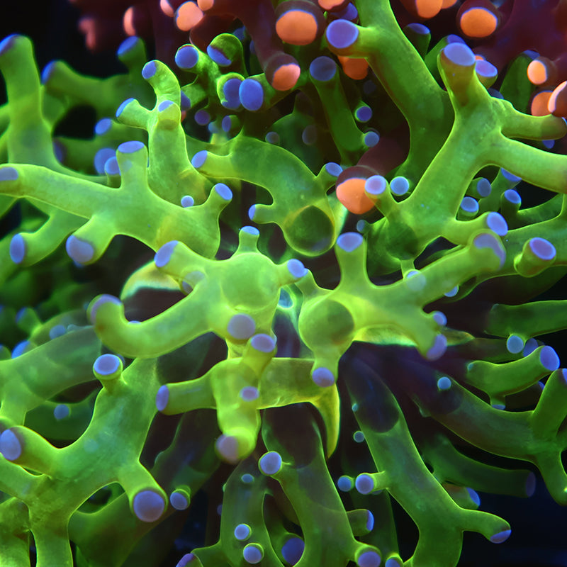 TCK Branching Green and Purple Frogspawn