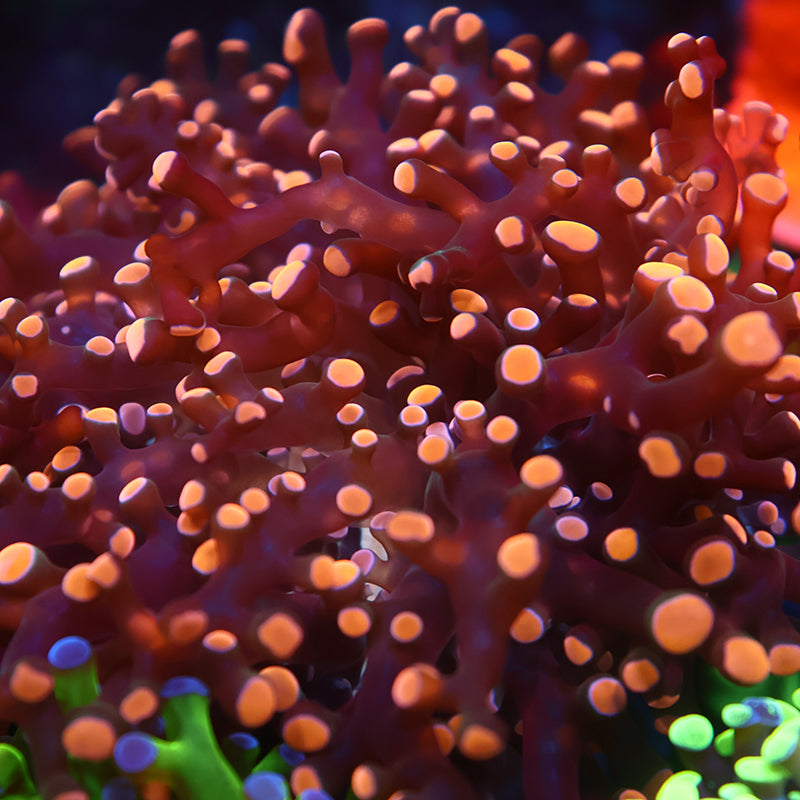 TCK Branching Gold Frogspawn