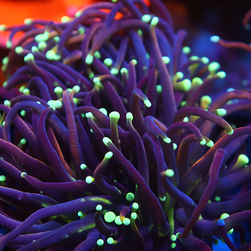 TCK Yellow Tips Indo Gold Torch