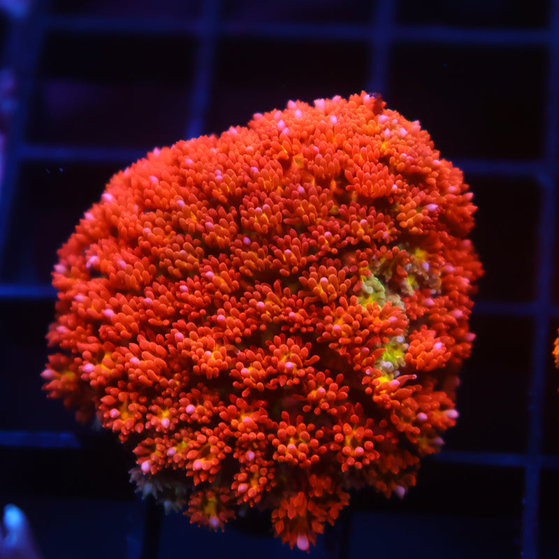 TCK Oddball Goni Bernardpora