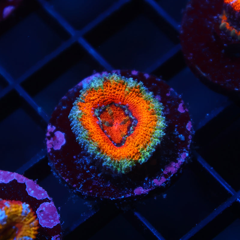 TCK Awesome Orange Lord