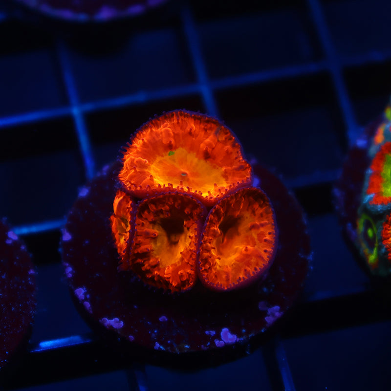 WWC OG Rainbow Blasto