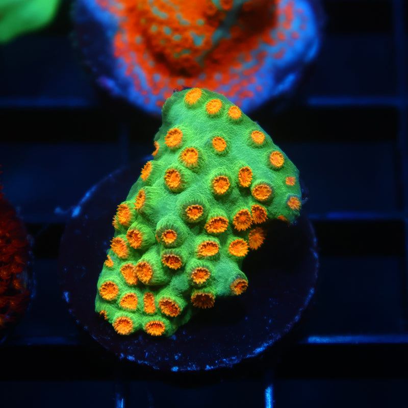 TCK Reptar Cyphastrea