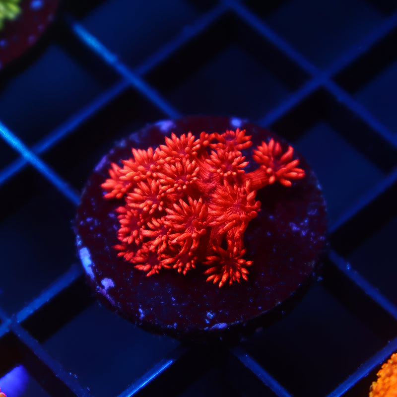 TCK Alec's Insane Red Glitter Bomb Goni