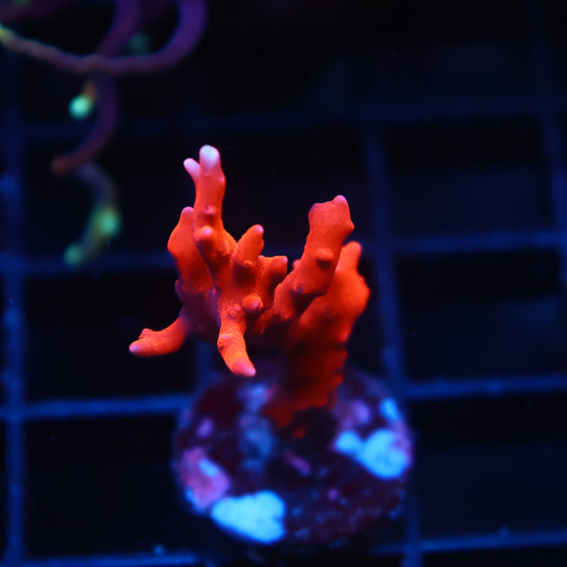 JF TNT Anacropora