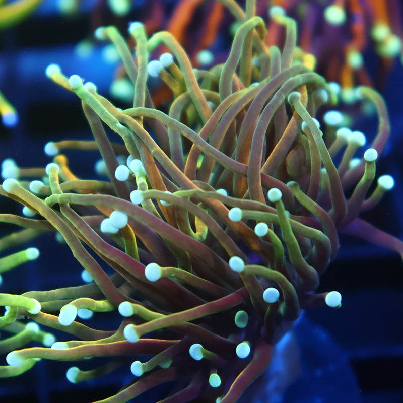 TCK Indo Tamer Torch