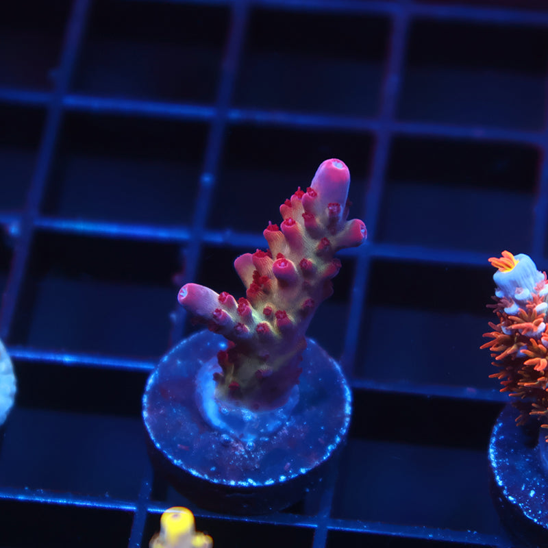 TCK Rainbow Delight