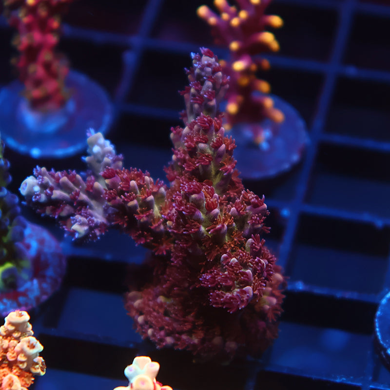 Lg Sanjay's Grape Concord