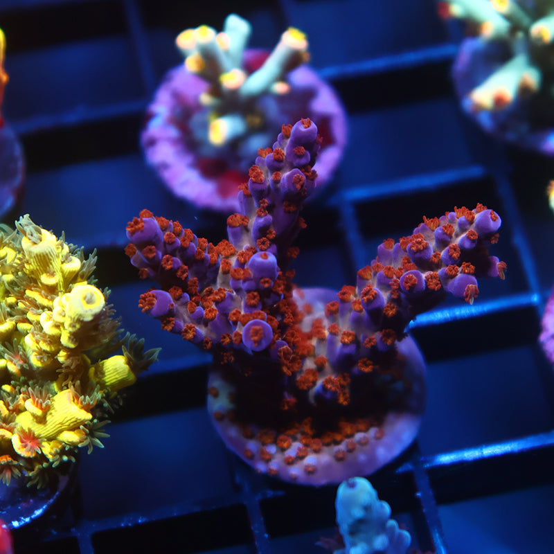 Sanjay's Grape Concord