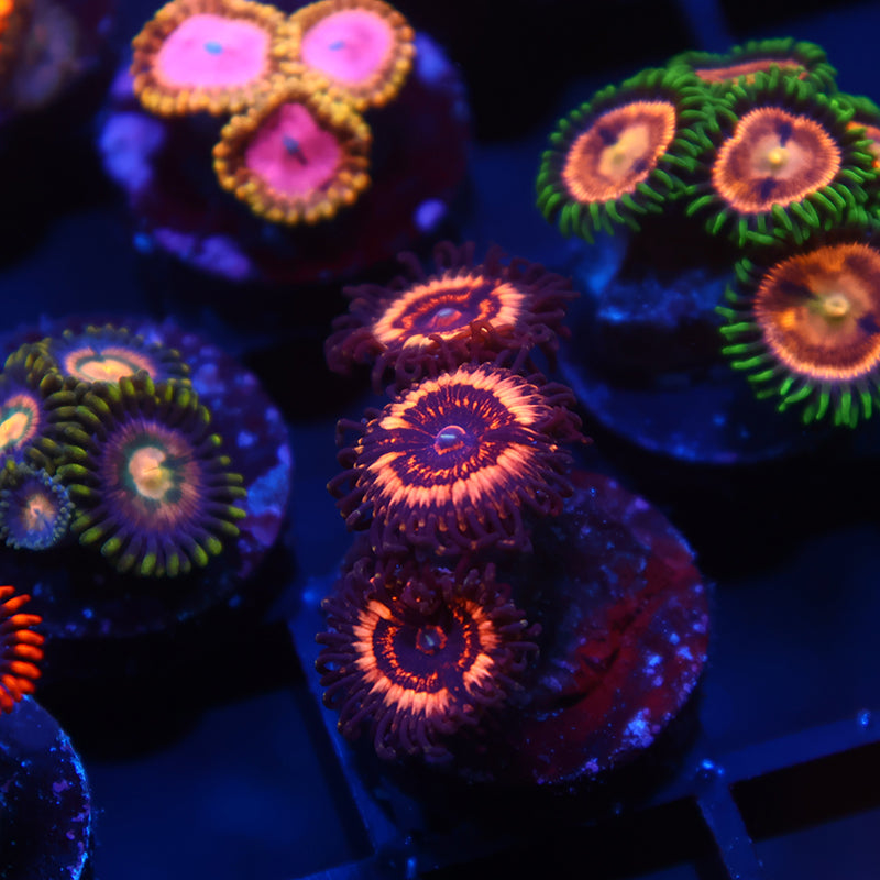 Coralꪔ̤̫ CC Pink Zippers – TCKCorals