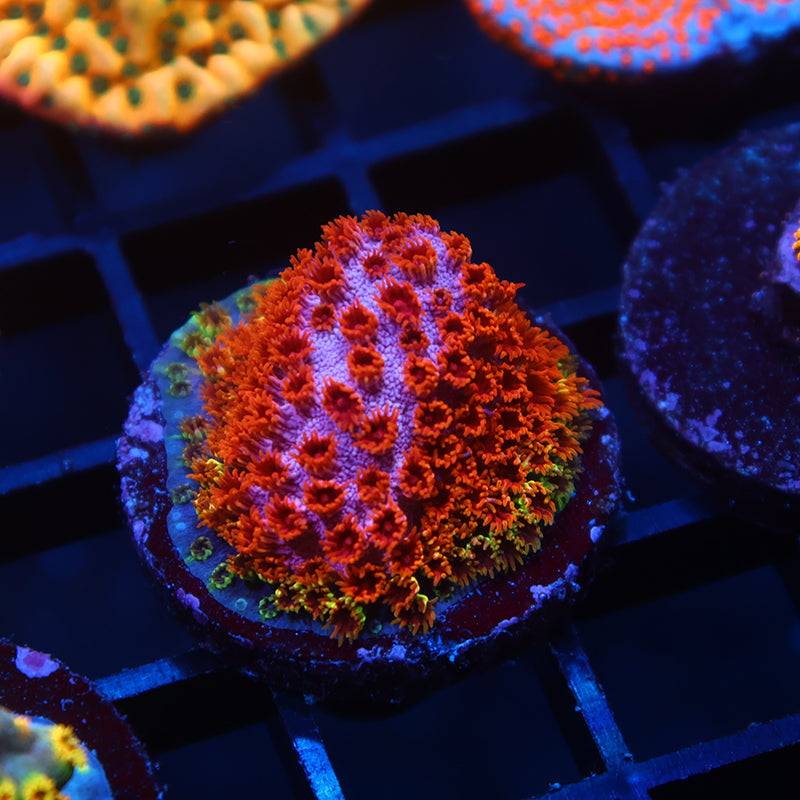 Skittles Bomb Cyphastrea