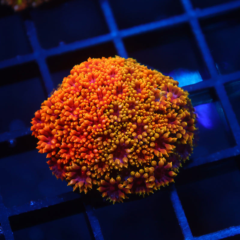 TCK Grafted Rainbow Crunch Goni Bernardpora