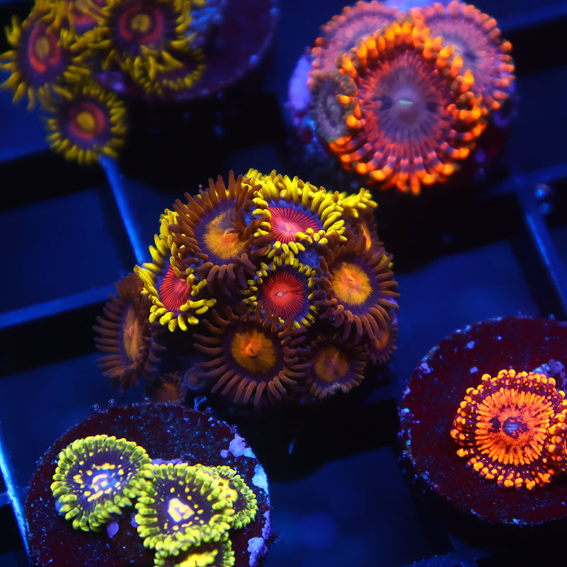 Mix Spitfire Zoas