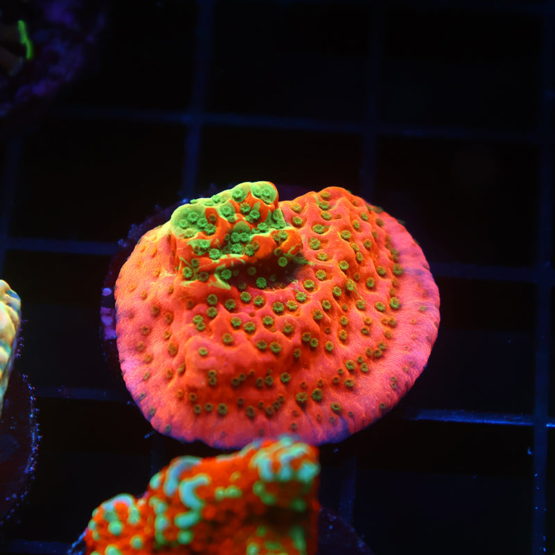 TCK Grafted WWC Cherry Tree