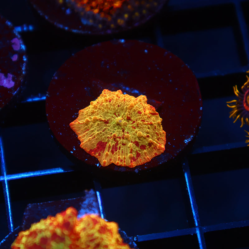 Mythical Coral's Eclectus Bounce Small