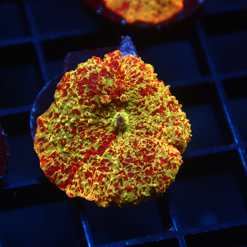 Crazy Mythical Coral's Eclectus Bounce