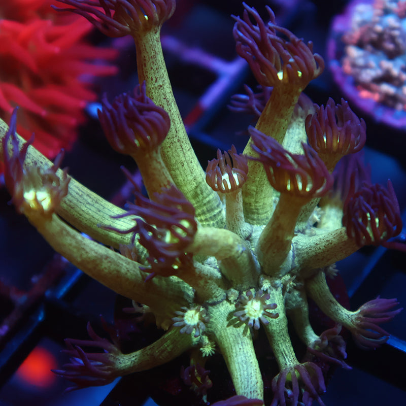 UC Space Glitter Goni