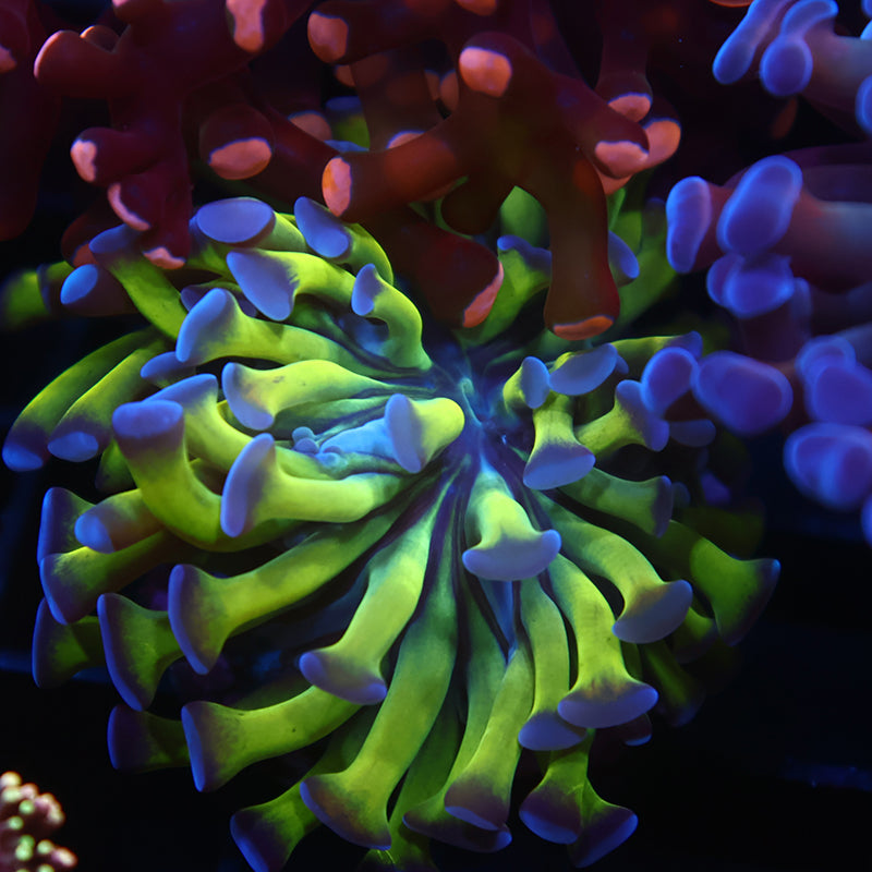 TCK Branching Purple Tip Hammer Small