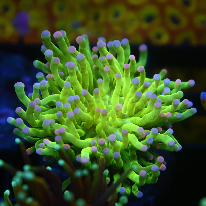 TCK Bicolor Tips Green Torch – TCKCorals