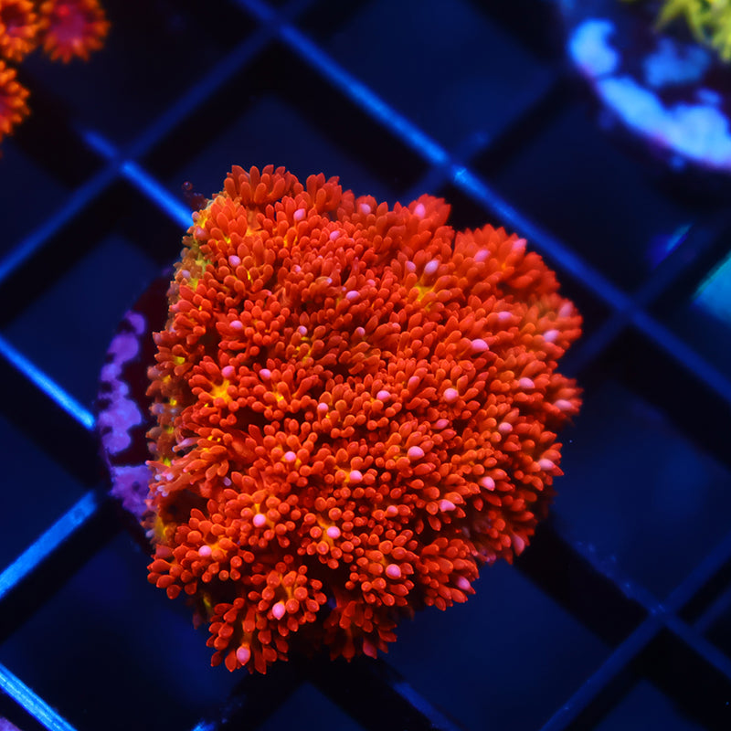 STOCK - TCK Oddball Goniopora