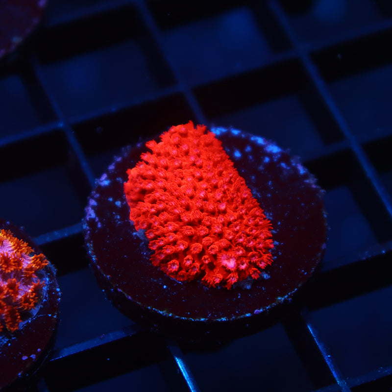 TCK Red Stylocoeniella