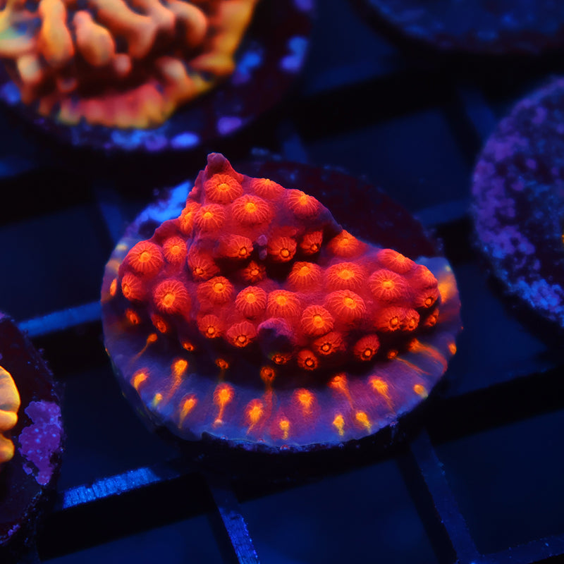 TCK Rainbow Abstract Cyphastrea