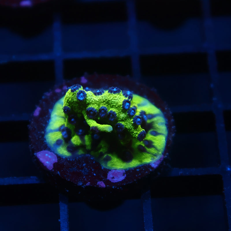 JF PPE Cyphastrea