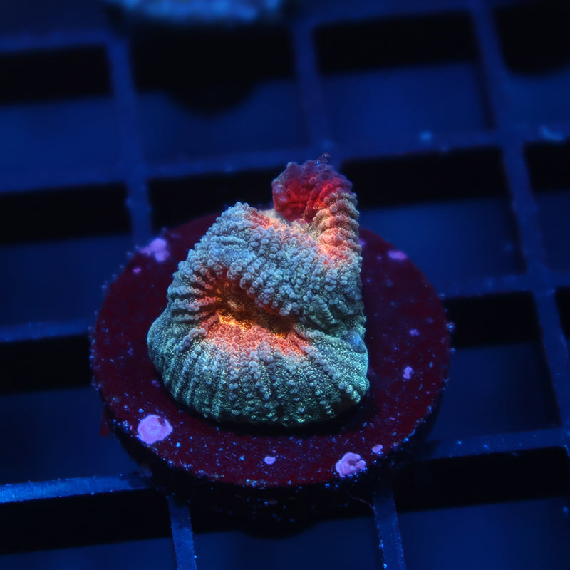 TCK Baby's Breath Favia