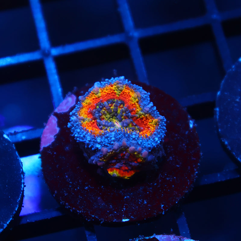 TCK Holographic Lord