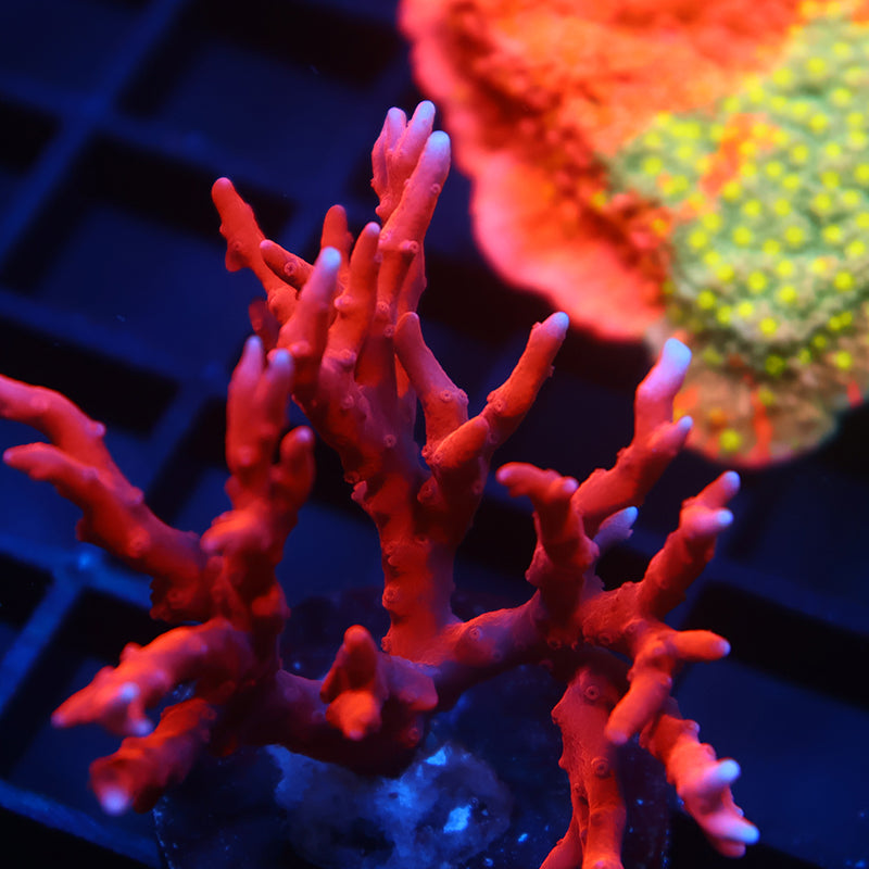 JF TNT Anacropora