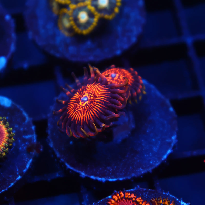 ARC Nightcrawlers