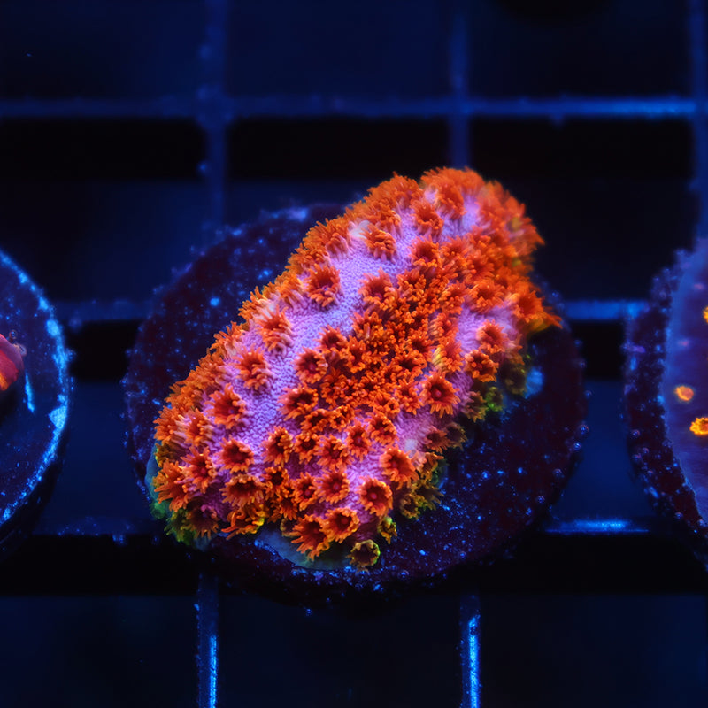 Skittles Bomb Cyphastrea