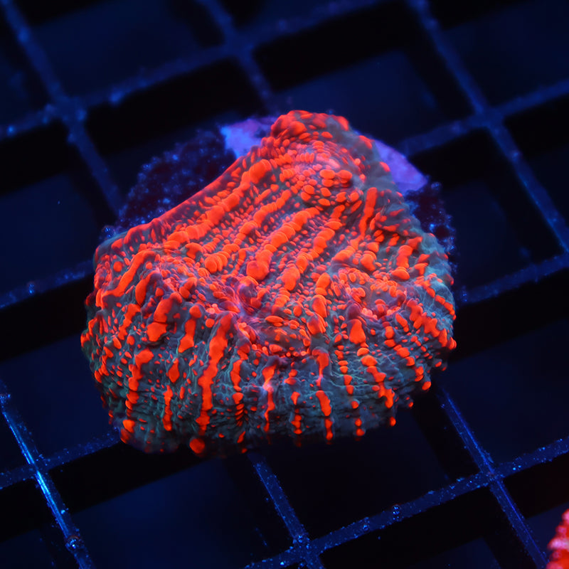WWC Cherry Garcia Chalice