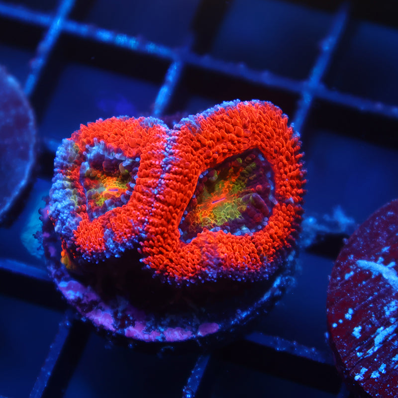 TCK Rainbow Center Red Lord