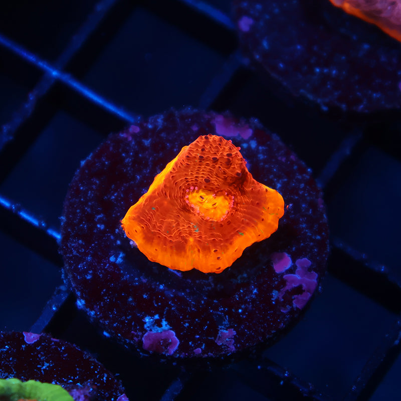 TCK Crazy Rainbow Chalice Orange Side