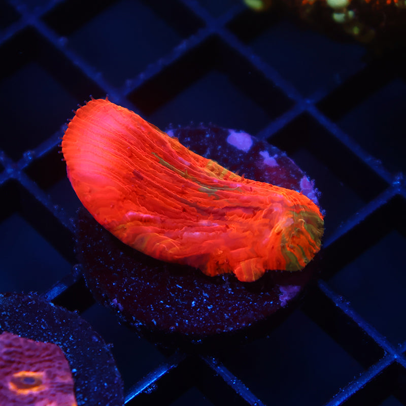 WWC Diablo Diaseris