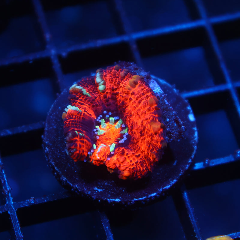 TCK Aquacultured Red Wilsoni