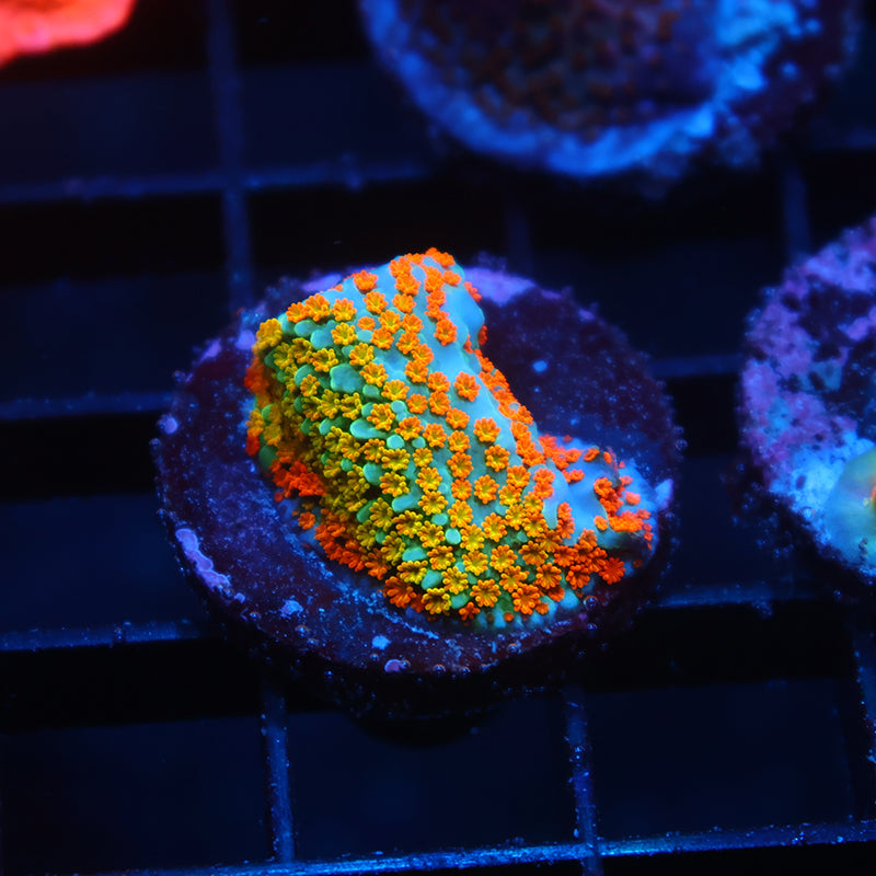 TCK Rainbow Roads Monti