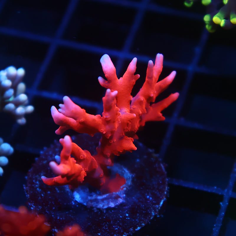 JF TNT Anacropora
