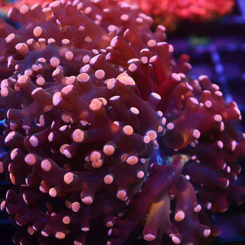 TCK Branching Gold Frogspawn