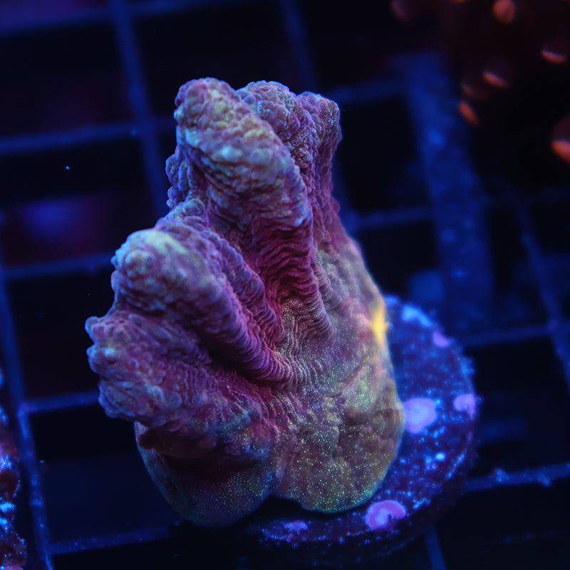 TCK Red Pectinia