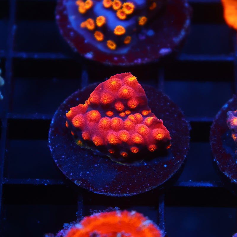 TCK Rainbow Abstract Cyphastrea