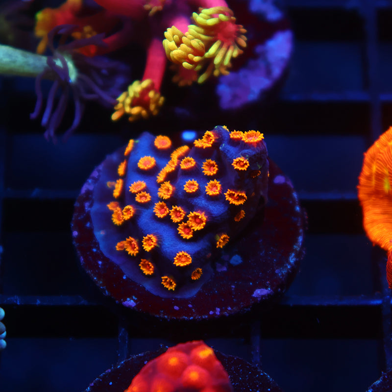 WWC Bizarro Cyphastrea