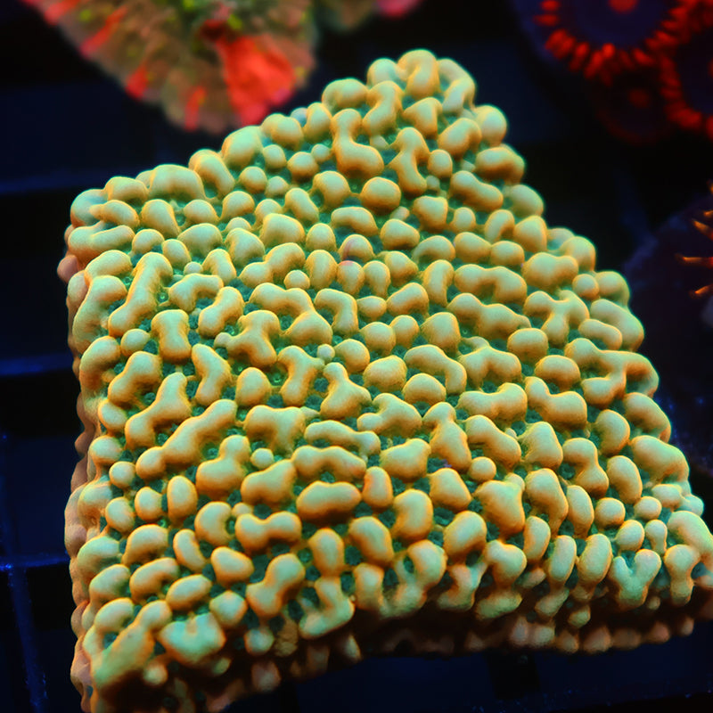 WWC Kung Pao Monti