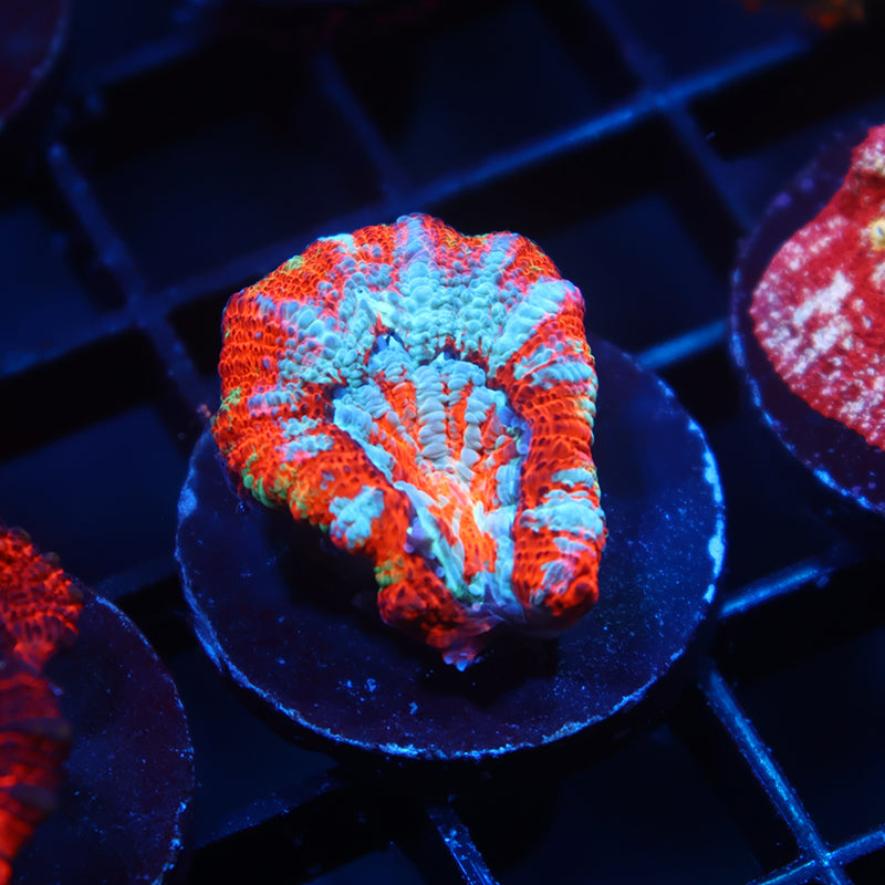 TCK Aquacultured Insane Wilsoni