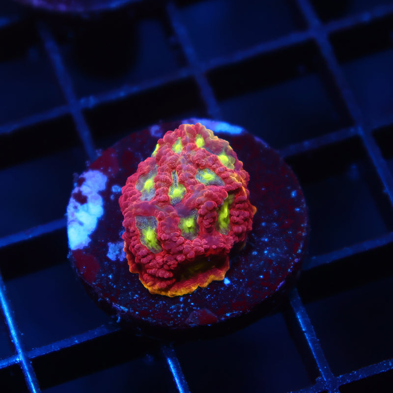 WWC Blood Diamond Favia