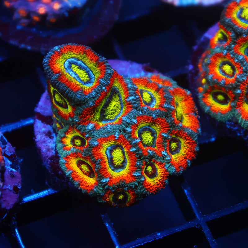 TCK HG Micromussa