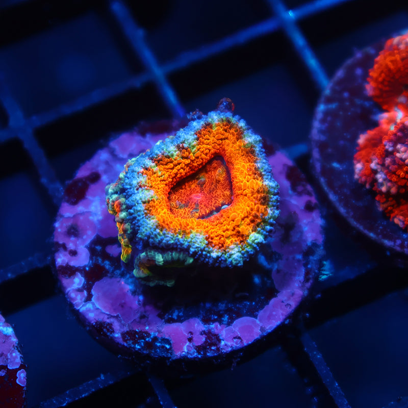 TCK Awesome Orange Lord