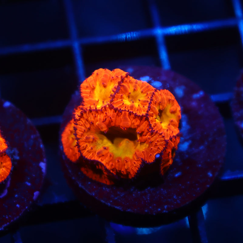 WWC Rainbow Blasto