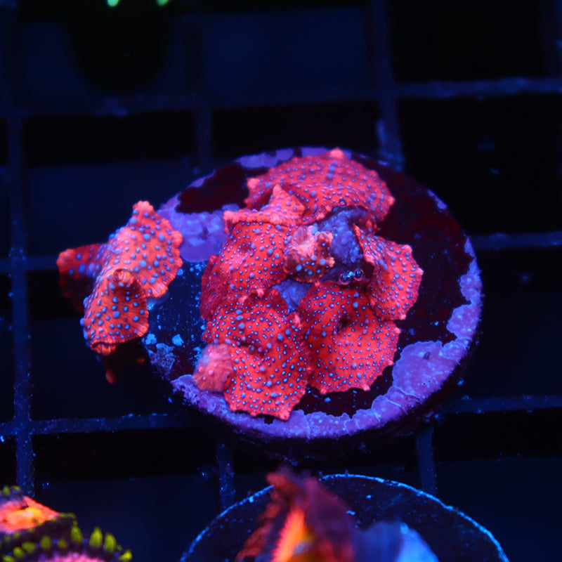 TCK Superman Mushrooms